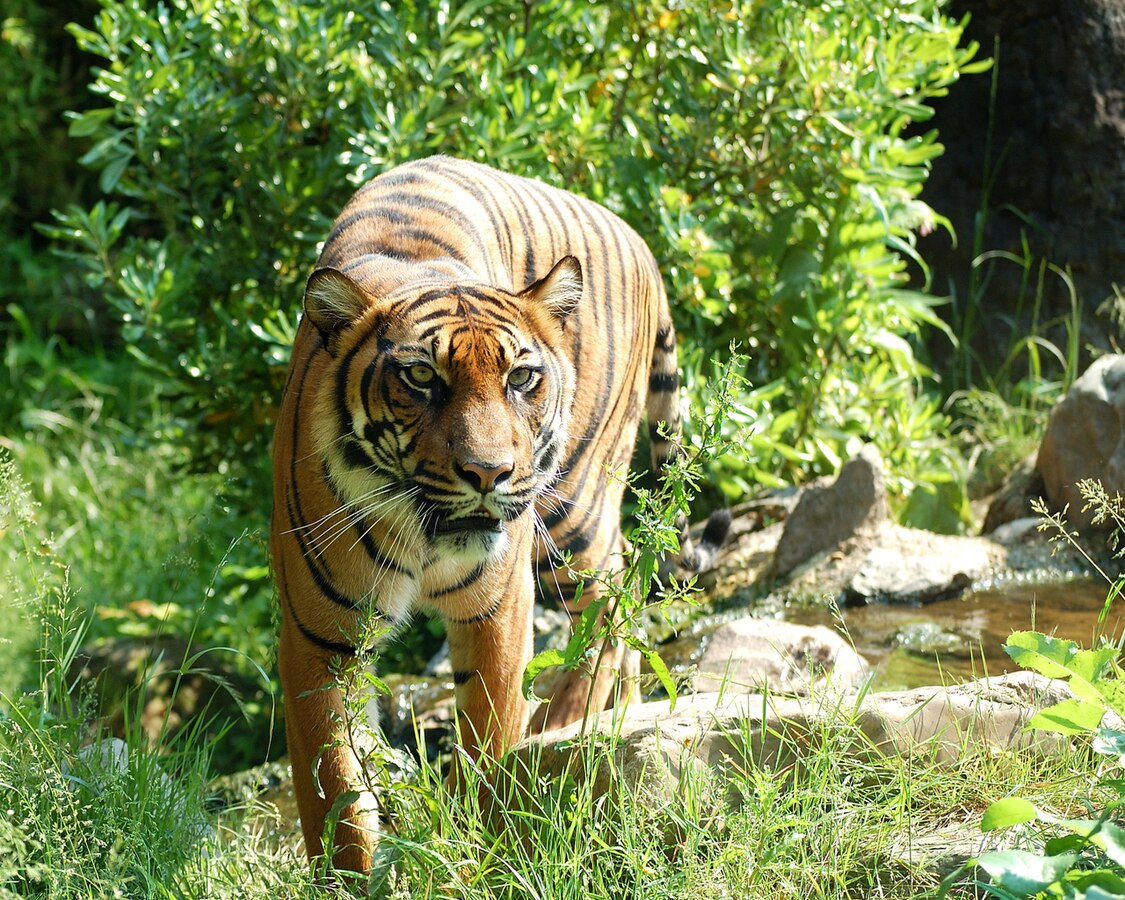 Indra Kembali ke Habitat Usai Dievakuasi di Aceh Timur