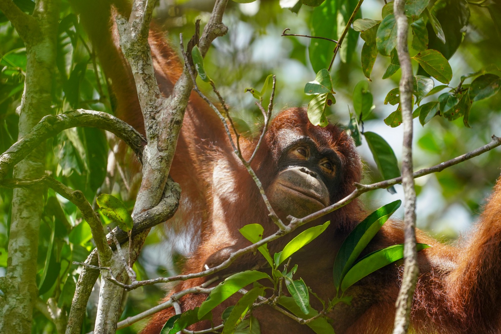 BKSDA Kalteng Selamatkan Dua Orangutan dalam Dua Hari