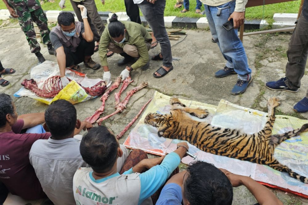 Bermula dari Berita Viral, Enam Warga Ditangkap karena Bunuh Harimau Sumatera