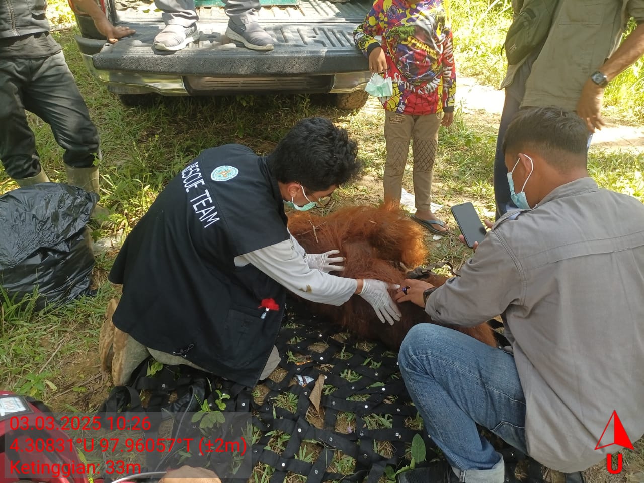 Terisolir di Kebun Sawit, Orangutan Sumatera Dievakuasi ke Hutan Lindung