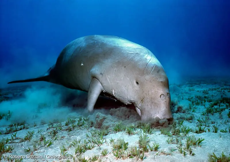 Dugong yang Tidur, Semoga Tidak Selamanya