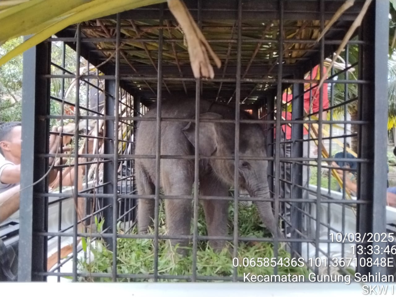 Bayi Gajah yang Tersesat di Kebun Sawit Dievakuasi ke PLG Minas