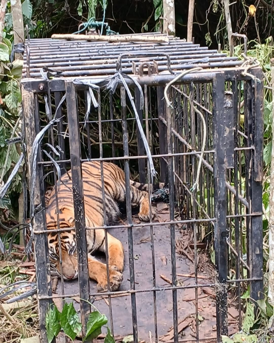 Harimau dalam Kondisi Cacat Masuk Kandang Jebak di Kabupaten Agam