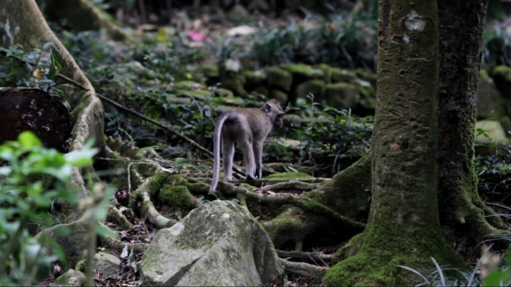 Tangis Macaca di Yogyakarta: Ditangkap Paksa dari Hutan untuk Ekspor (Bagian 1)