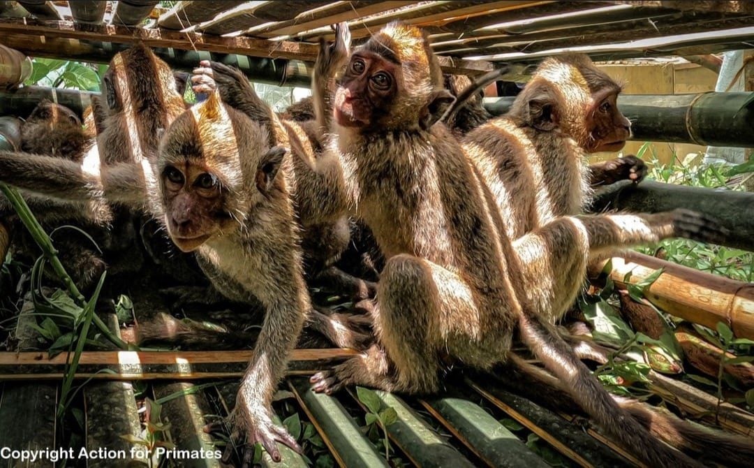 Tangis Macaca di Yogyakarta: Konflik dengan Petani Gunungkidul dan Perusahaan yang Terindikasi Ilegal