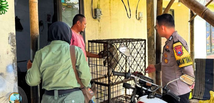 Amankan Monyet Peliharaan, BKSDA Jelaskan Bahaya Domestikasi Satwa Liar