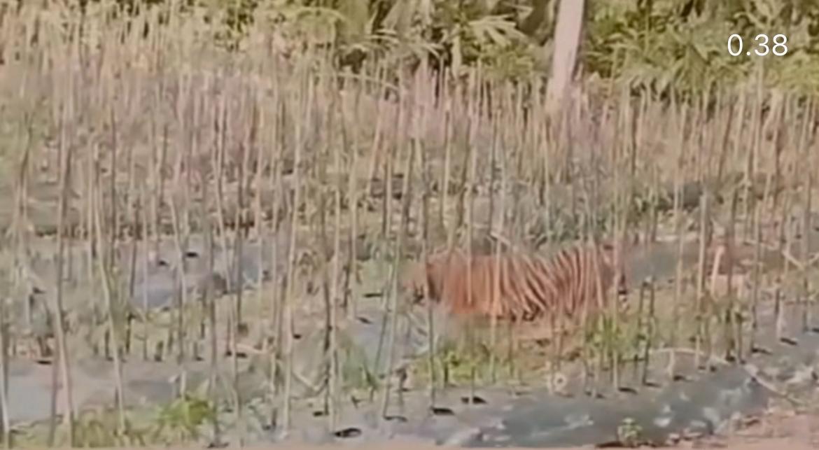 BKSDA Turun Tangan Pantau Harimau yang Melintasi Kebun