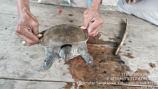 Labi-labi Ditemukan di Pulau Bawean, BKSDA: Penting untuk Terus Dijaga