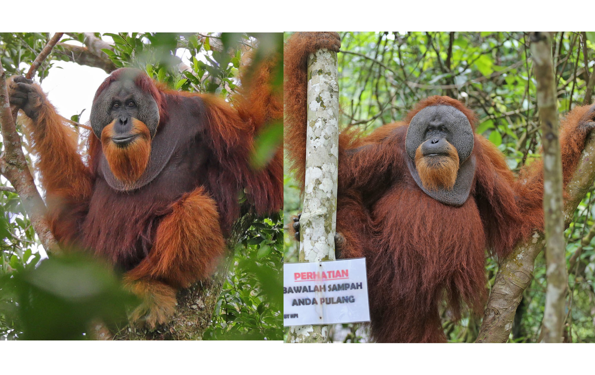 FOTO: Perbedaan Orangutan Tapanuli dan Orangutan Sumatera