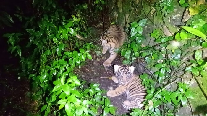 Kabar Baik, Dua Ekor Harimau Lahir di Suaka Barumun!