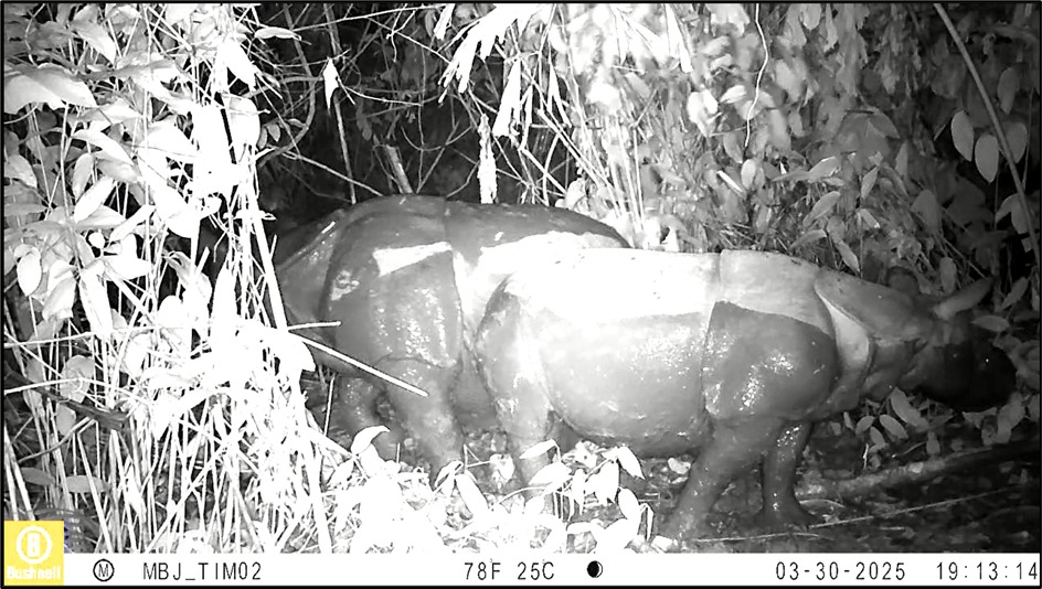 Tiga Individu Baru Badak Jawa Terdeteksi di Ujung Kulon