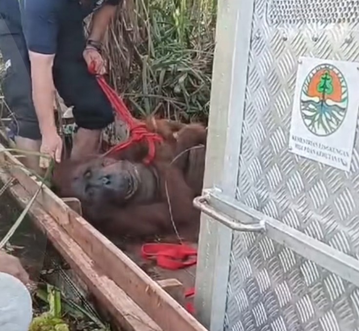 Telaga Paring, Orangutan yang Terjebak Banjir Besar di Kalteng Berhasil Dilepasliarkan