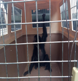 Menyimpan Siamang, Pelaku Perdagangan Satwa Liar Ditangkap di Bojonggede