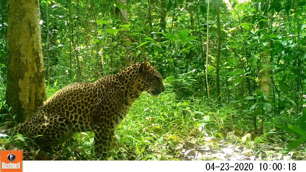 Seri Macan Tutul Jawa: Gunung Favorit Para Pendaki di Habitat Macan Tutul Jawa