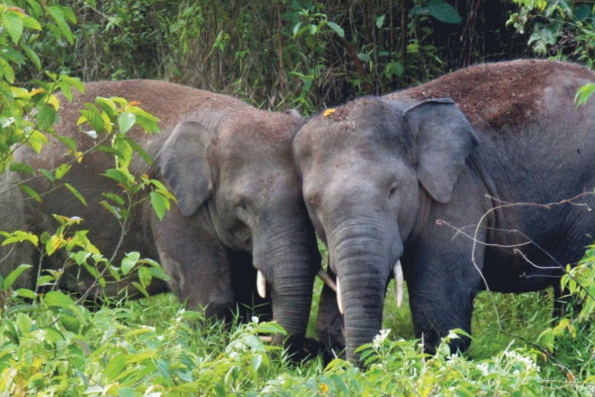 Penjara Gajah di Tepi Kebun Karet Ban Michelin