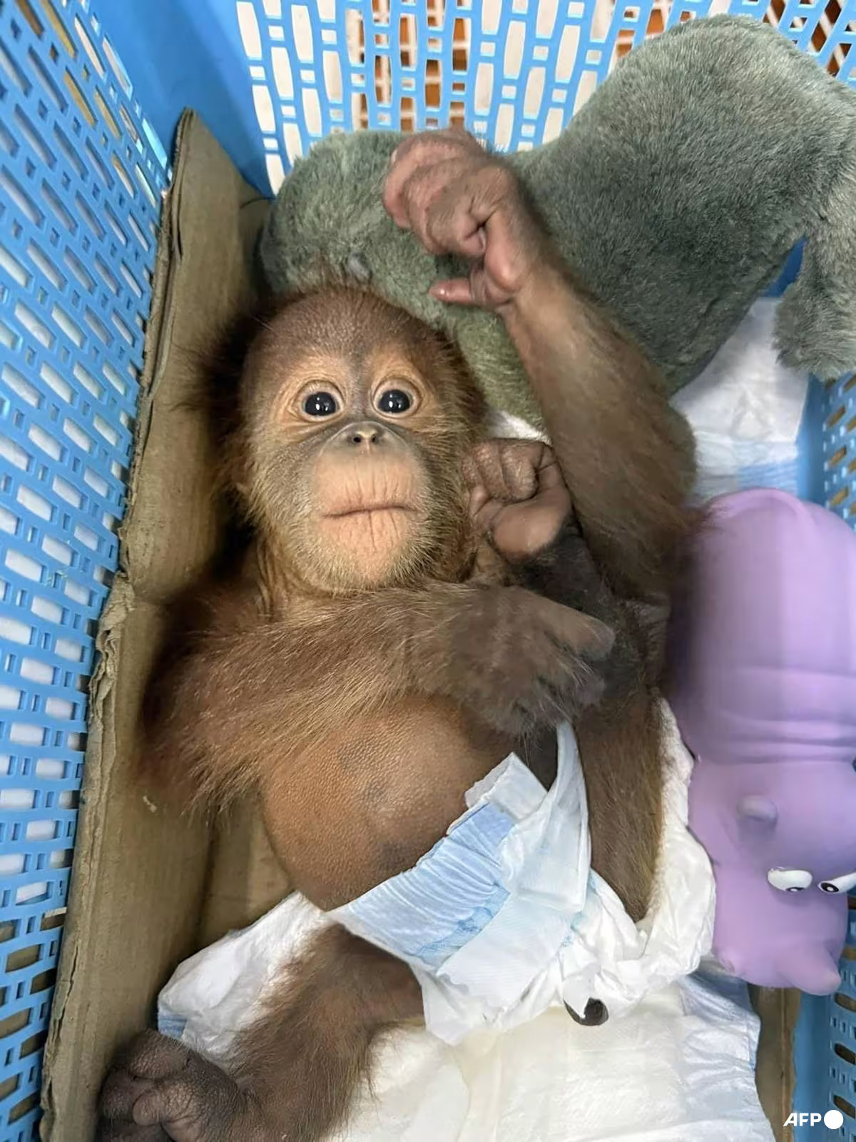 Seorang Pria di Thailand Ditangkap karena Jual Dua Bayi Orangutan