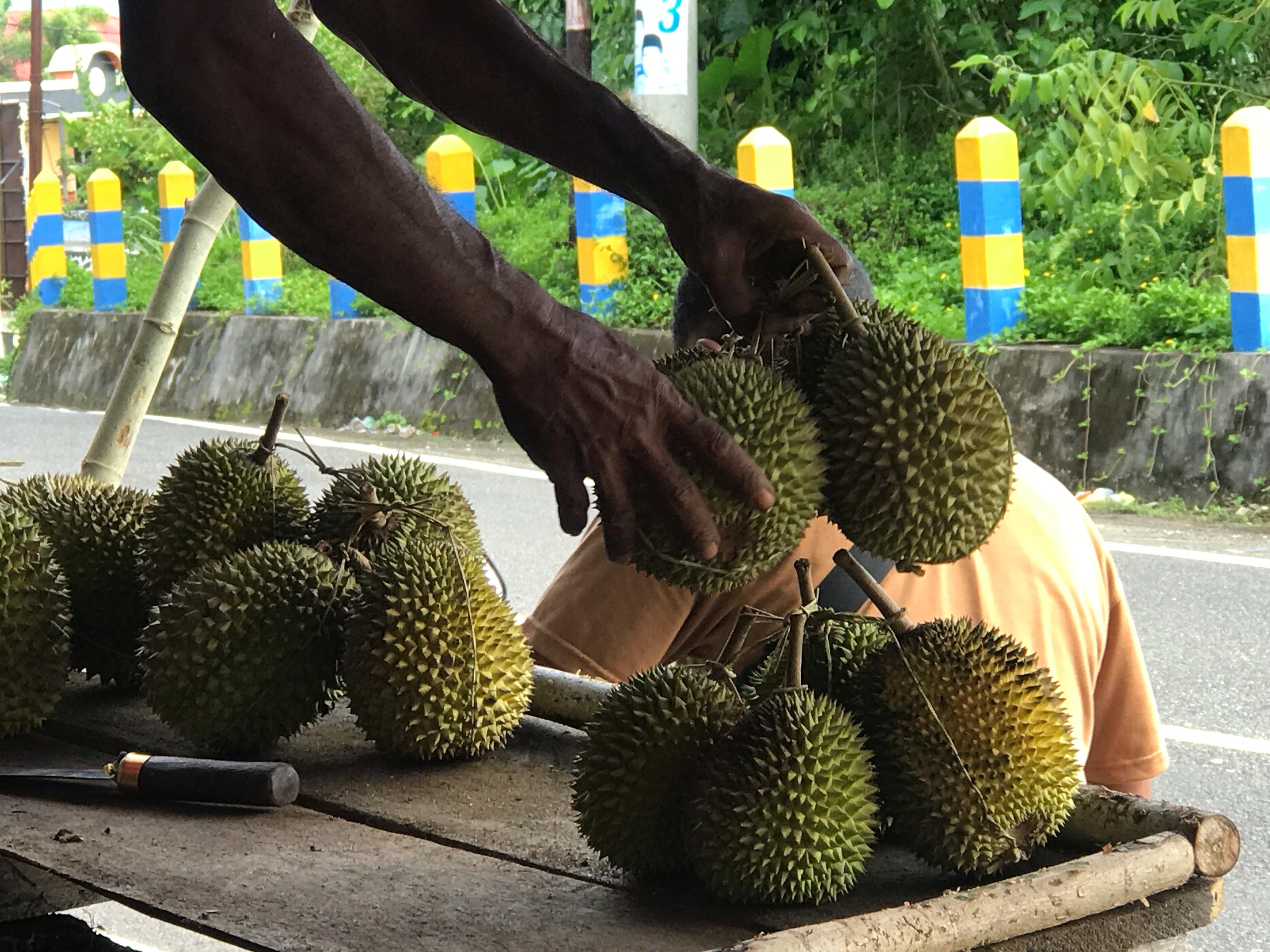 Masa Depan Durian Ternate dan Hewan Penyerbuknya
