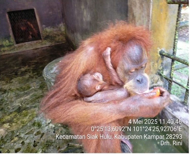 Lahirnya Orangutan di LK Kasang Kulim Riau