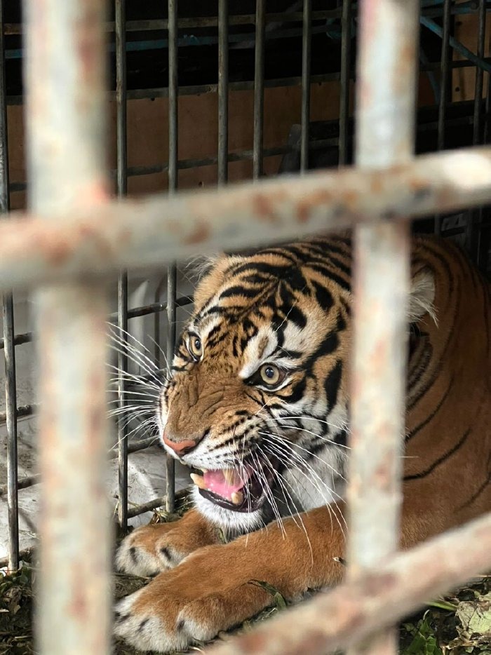 BBKSDA Sumut Kembalikan Harimau Sumatera ke Leuser