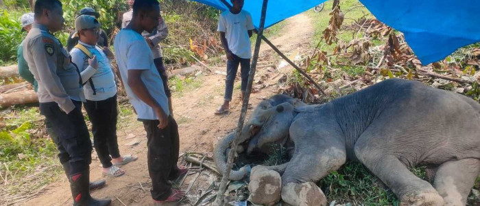 Gajah Betina Berusia 8 Tahun Ditemukan Mati di Aceh Timur