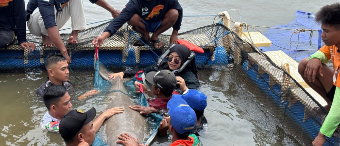 Dugong Fitri yang Terjerat Jaring Berhasil Dilepasliarkan