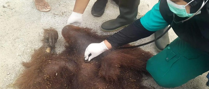 Kesalahan Penanganan Diduga Sebabkan Kematian Orangutan yang Tersengat Listrik