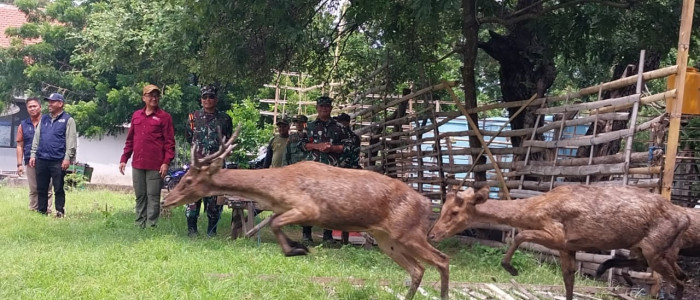 Pagar Terbuka! 15 Rusa Timor Berlari Bebas di TN Baluran