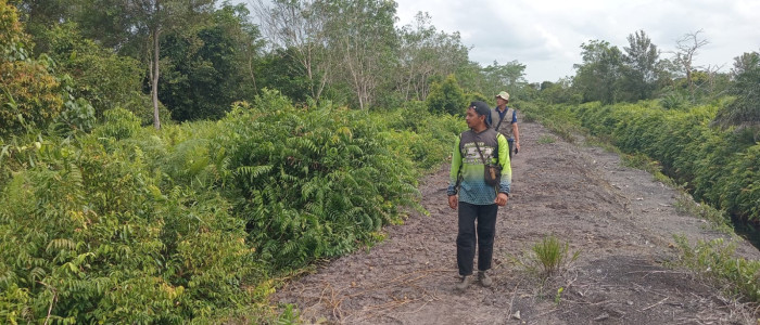 Tiga Orangutan Kelaparan Mencari Makan di Kebun Sawit, BKSDA Lakukan Pemantauan