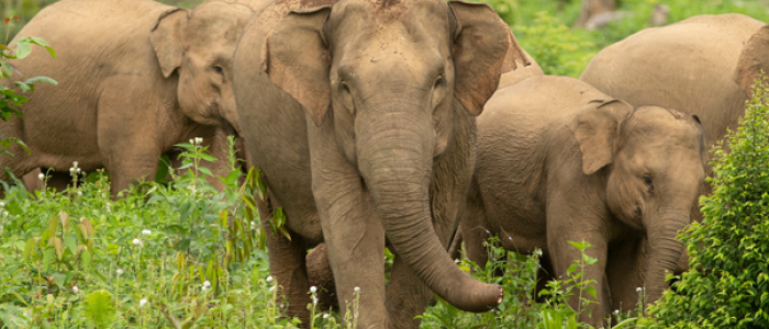 Konflik Gajah di Aceh Barat Terulang, Perubahan Habitat Menyulitkan Penghalauan