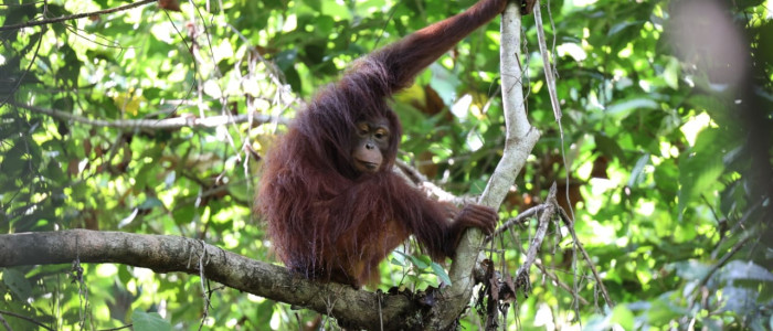 Orangutan Viral di Kawasan Tambang Akhirnya Dievakuasi