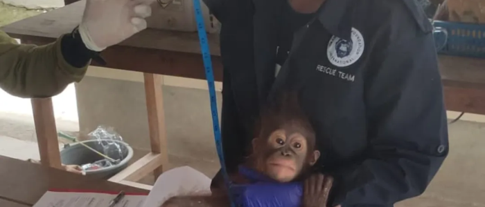 Payang, Bayi Orangutan yang Diselamatkan dari Kejaran Anjing 