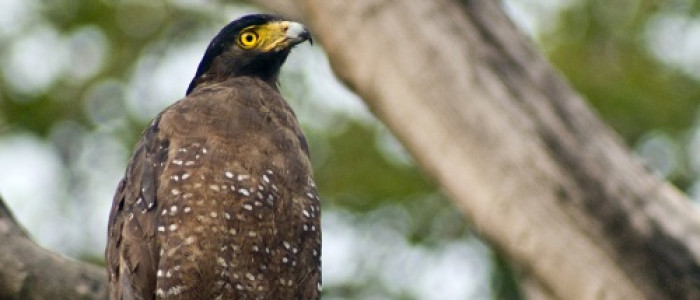 Elang hingga Landak Jawa Dilepasliarkan di Pegunungan Sanggabuana