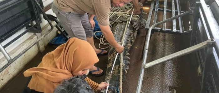 BKSDA akan Lepas Liarkan Buaya yang Dititipkan di Cimory