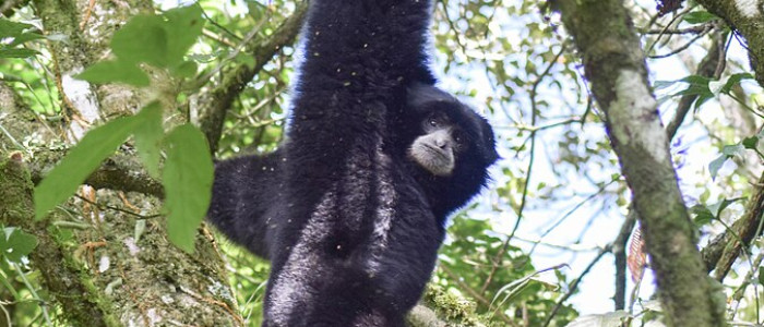 Siamang dan Bekantan Ditemukan di Rumah Warga di Tanjungbalai Sumut