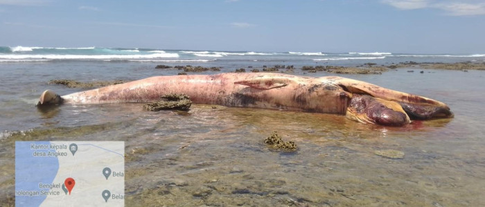 Bangkai Paus Terdampar di Simeulue, Evakuasi Terkendala Kondisi Pantai