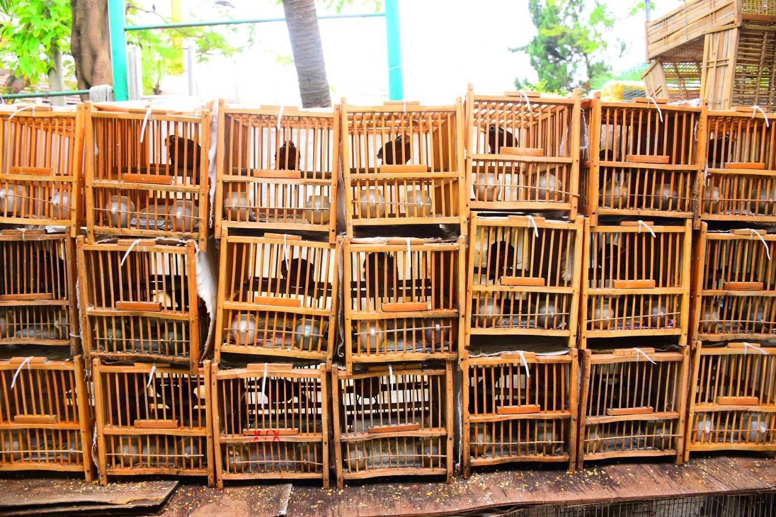 Pandemi Covid-19: Alarm Memperketat Perdagangan Satwa Liar