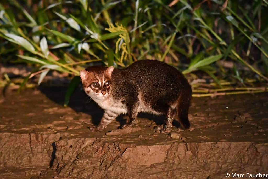 9 Jenis Kucing Hutan Dilindungi yang Tidak Boleh Dipelihara