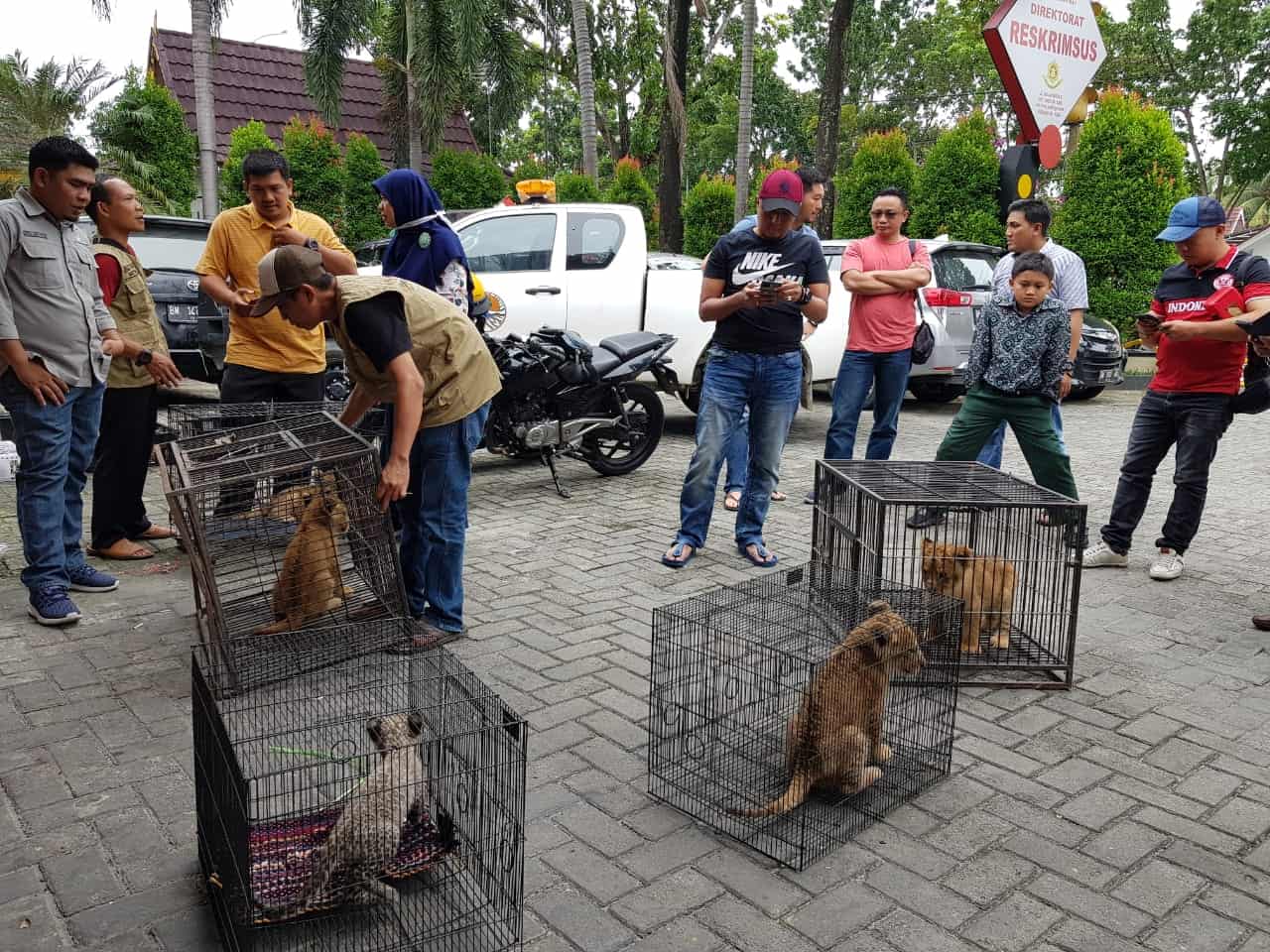 Vonis 4 Tahun Penjara Bagi Penyelundup Satwa Impor Singa dan Leopard