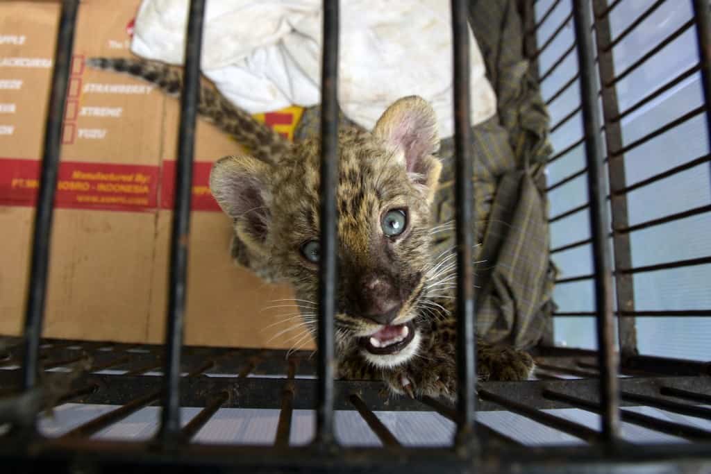 Penyelundup Singa dan Leopard dari Malaysia Dituntut 4 Tahun Penjara