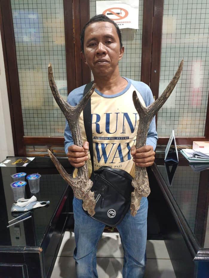 Miliki Tanduk Rusa dan Kambing Hutan, Warga Bengkulu Ditangkap Polisi
