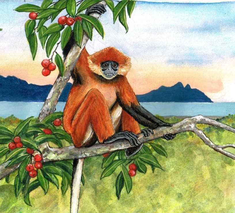 Langur Borneo, Primata Langka Indonesia yang Belum Dilindungi