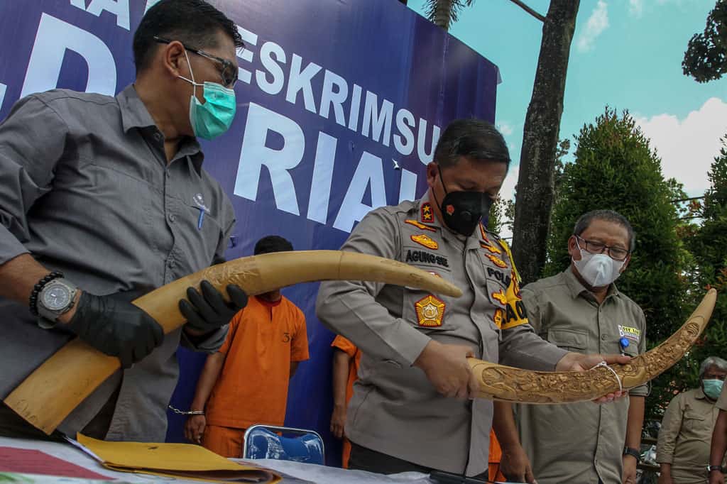 Polda Riau Ungkap Perdagangan Gading Gajah Bernilai Ratusan Juta