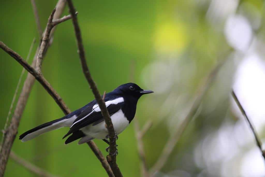 Selundupkan Burung Murai ke Malaysia, Seorang Kakek Diamankan Polisi