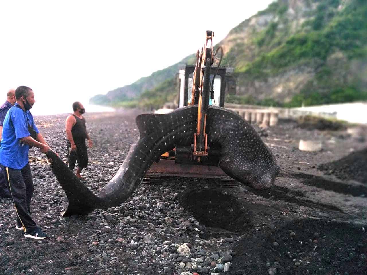 Hiu Paus Ditemukan Mati Terdampar di Bali