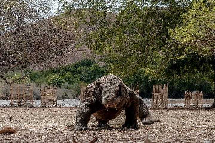 Sering Terjadi Konflik, BTN Komodo Berencana Bangun Pagar