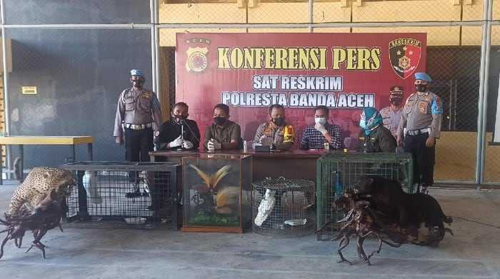 BKSDA Aceh Sita Satwa Dilindungi dari Rumah Tersangka Kasus Narkoba