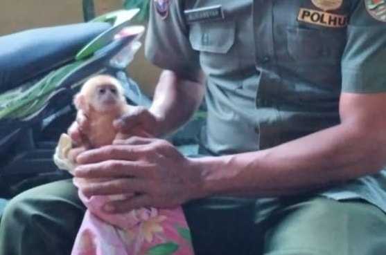 Anak Lutung Merah Ditemukan Warga, Induknya Diduga Sudah Dibunuh