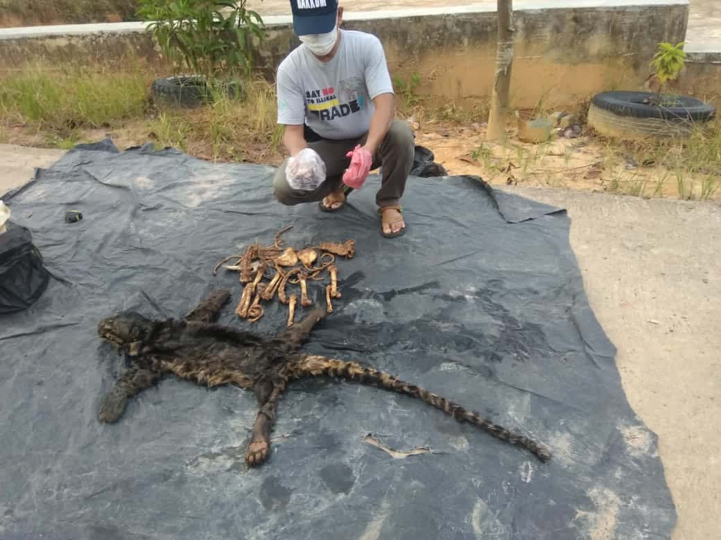 Kuliti Macan Dahan Untuk Dijual, Pria Ini Divonis 2 Tahun Penjara