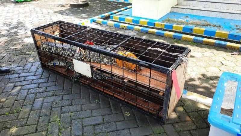 Polisi Tangkap 6 Penjual dan Pemelihara Satwa Dilindungi di Yogyakarta