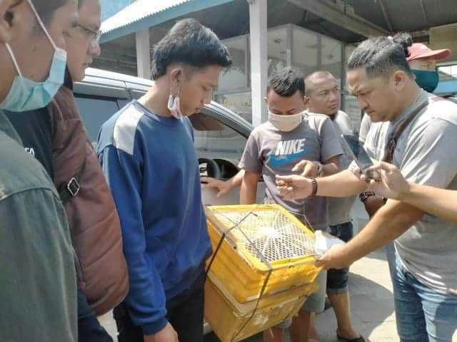 Penjual Lutung Jawa di Jatim Divonis 10 Bulan Penjara dan Denda Rp 50 Juta